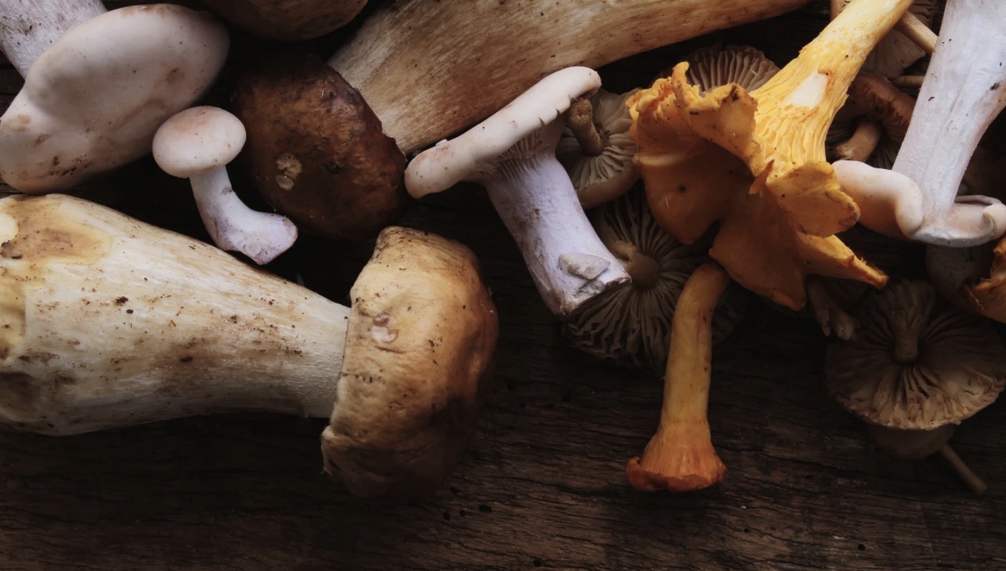 Can Rabbits Eat Mushrooms? (Exploring Safe Fungi Options)