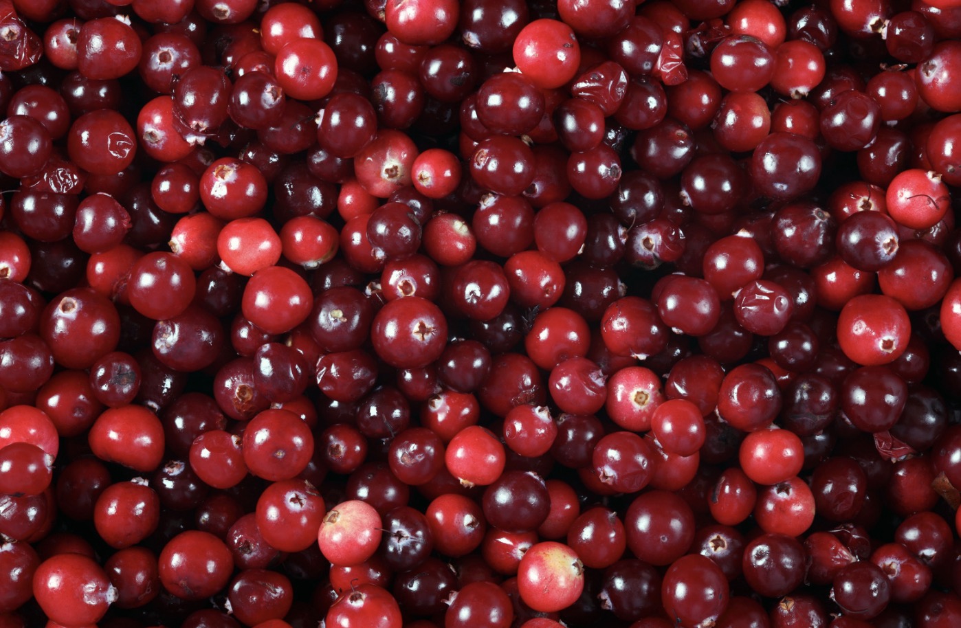 Can Rabbits Eat Cranberries? (Understanding Bunny Diet)