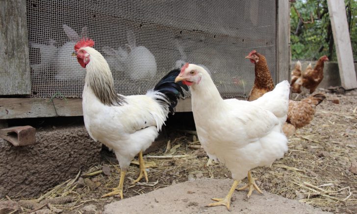 Can Rabbits and Chickens Live Together? (Simple Guide to Co-Housing)