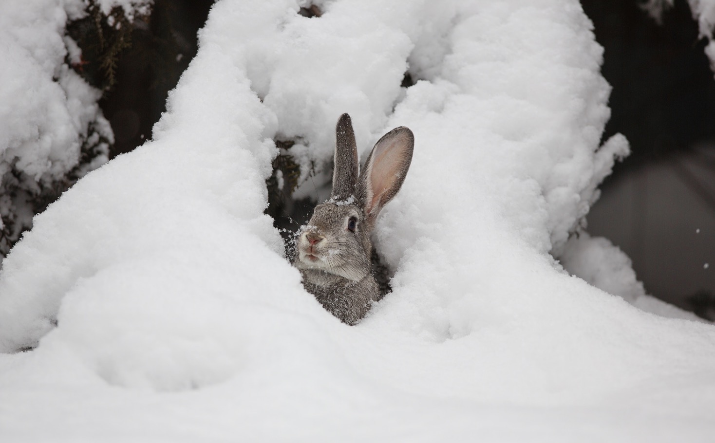 Winter Rabbids Where Do Rabbits Go in the Winter? (Essential Winter Rabbit Care)