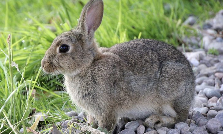 Why is My Rabbit Shaking? (Understanding and Addressing Causes)