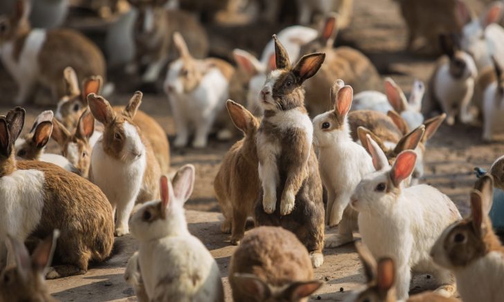 Do Rabbits Go Into Heat? Understanding Breeding Cycles (Guide)