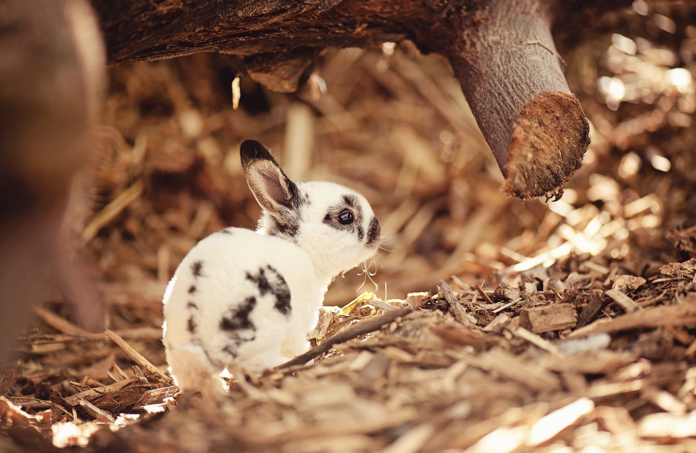 How to Get Rid of Rabbits Under Deck (Simple, Effective Methods)