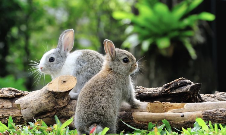 Can Two Unneutered Male Rabbits Live Together? (Bonding Tips)