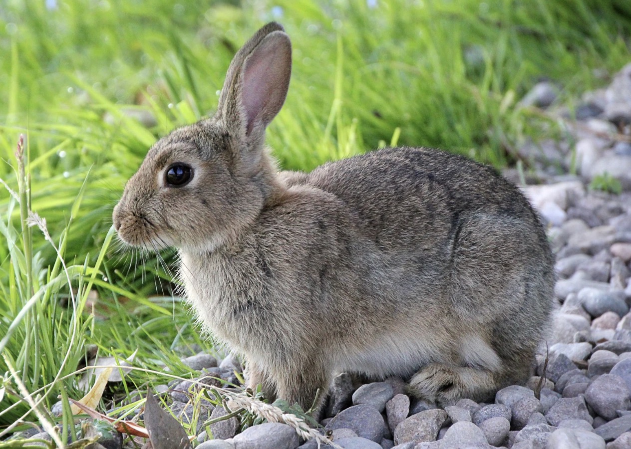 How to Clean Rabbit Ears (A Simple Guide for Healthy Bunnies)